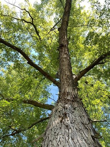 Silver Maple Tree Stock Photo - Download Image Now - Animals In The
