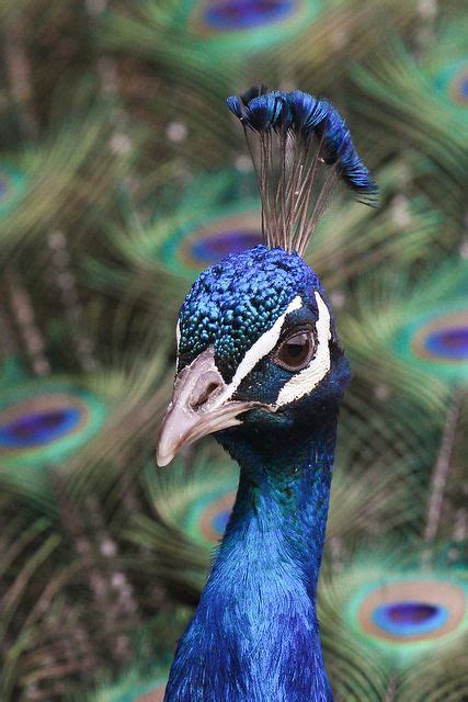 Peacock Closeup | Birds photography art, Bird photography, Peafowl