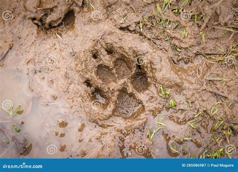 Dog paw print in mud stock image. Image of outside, floor - 285086987