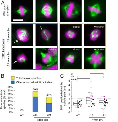 Mitotic Spindle Structure Is Perturbed In CTCF Knockdowns A