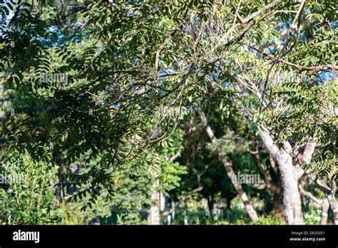 Background Scenery With Tree In The Cerrado Biome Of Brazil Tree With