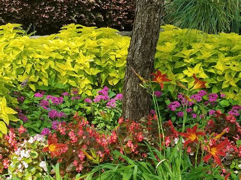 Dfw Landscaping Gallery Natures Paintbrush North Texas