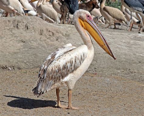 Pelicanul Comun Pasărea Acvatică Protejată Din Europa și Africa
