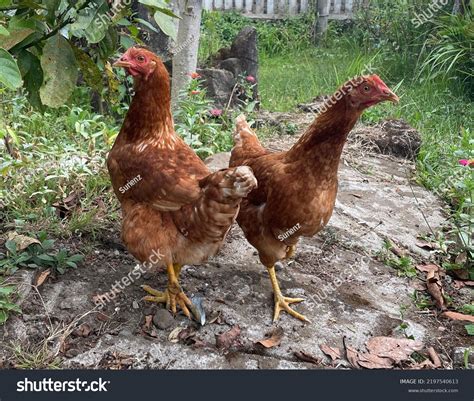 853 Chicken Kampong Images Stock Photos And Vectors Shutterstock