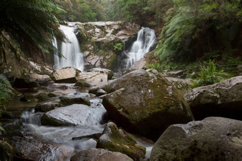 450+ Forest Tasmania Tasmanian Rainforest Stock Photos, Pictures ...