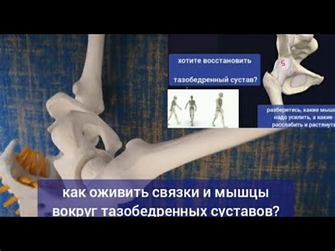 Чтобы спасти тазобедренные суставы, важно освободить верхний ягодичный ...