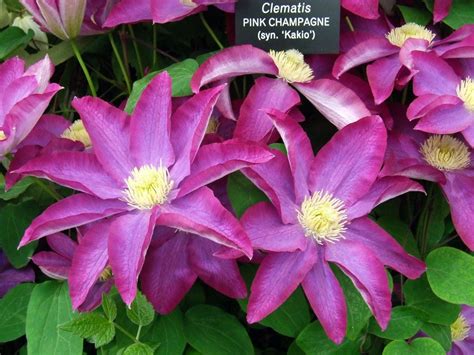 Clematis PINK CHAMPAGNE Kakio Superior Quality Climbers ...