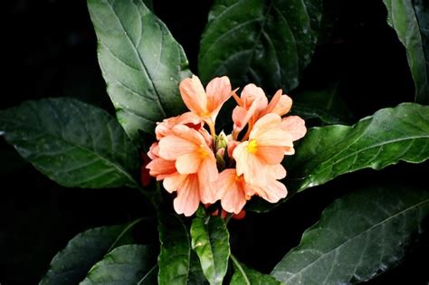 Beautiful Crossandra Infundibuliformis Flowers Premium Ai Generated Image