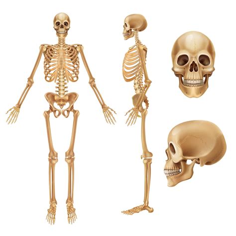 premium vector human skeleton realistic front view  bones