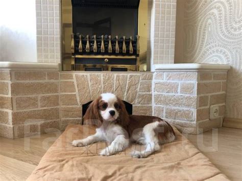 Кавалер Кинг Чарльз Спаниель, в наличии. Цена: 95 000₽ во Владивостоке