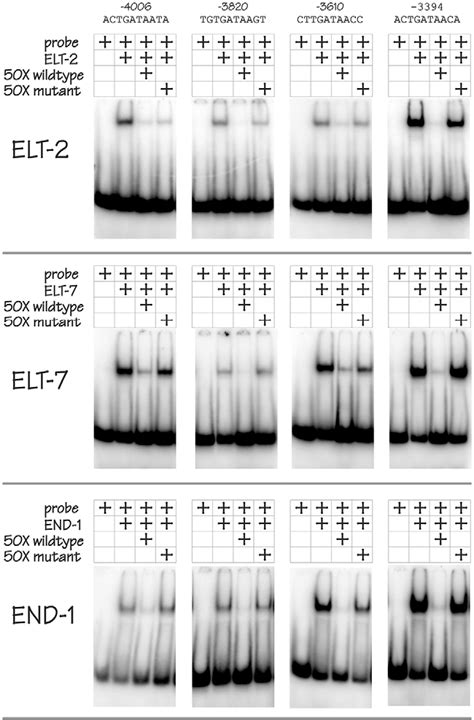 Figure 4 From The Function And Regulation Of The GATA Factor ELT 2 In