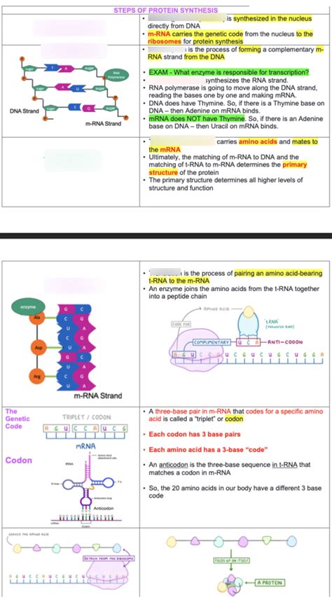 Protein Synthesis Diagram | Quizlet 