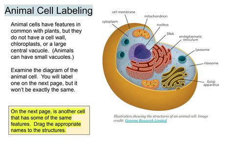 Vacuole In Animal Cell