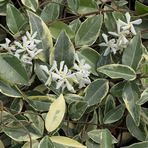 Buy Variegated Star Jasmine Trachelospermum Jasminoides Variegatum