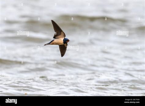 barn swallow (Hirundo rustica transitiva, Hirundo transitiva), flying ...