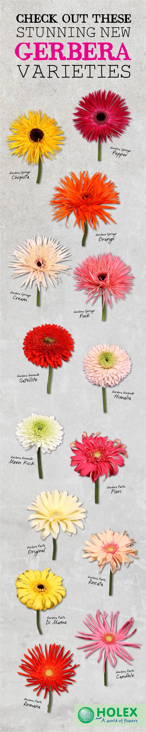 stunning  gerbera varieties  gerbera united bloem namen