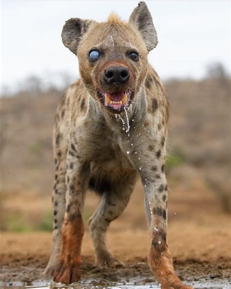 🔥 This injured Spotted Hyena looks 100 times scarier. : r