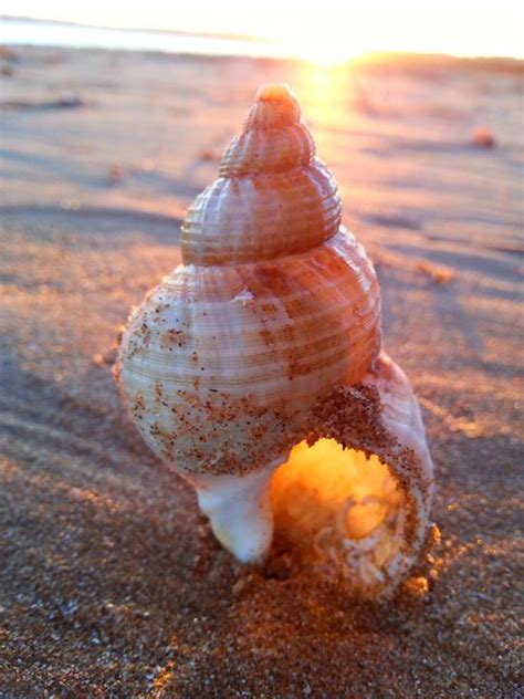 Corkscrew Seashell Photo Life Generation Photography Still Life