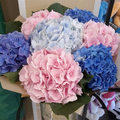 Букет из 7 гортензий микс купить в Санкт-Петербурге | Интернет-магазин ...