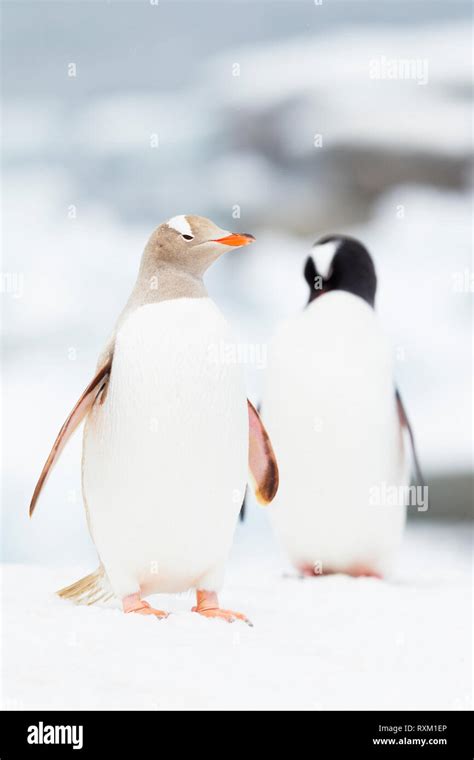 An albino gentoo penguin next to a normal one, Antarctica Stock Photo ...