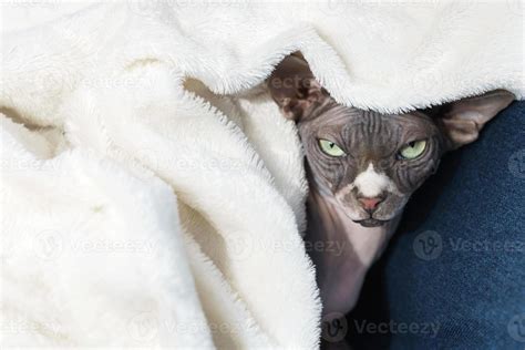 Lazy Cute Cat Is Lying Under Blanket 16237943 Stock Photo At Vecteezy