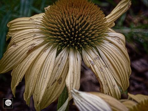 ThinkTank S Naked Shape Shifter Product Review Fall