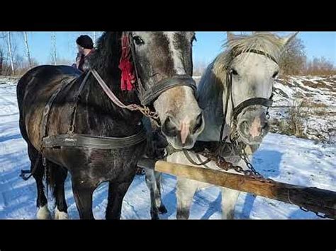 🇺🇦 Трохи привчаємо до роботи Кармеліту 💪 🔥 👍 - YouTube