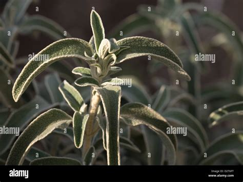 Phlomis Winter Hi Res Stock Photography And Images Alamy