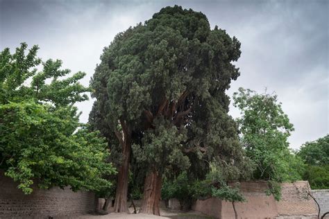 The 9 Oldest, Tallest, and Biggest Trees in the World - One Tree Planted