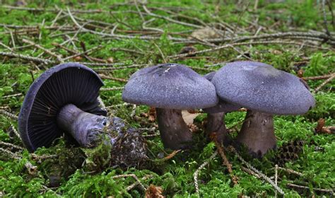 Cortinarius Violaceus The Ultimate Mushroom Guide
