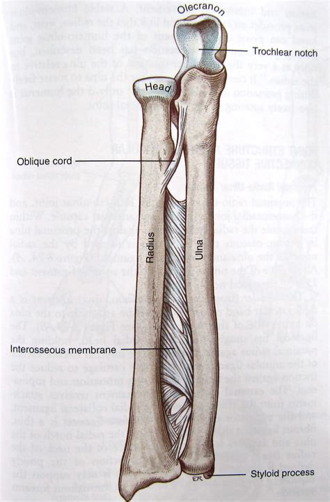 The Interosseous Membrane Of The Forearm