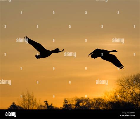 Canada Geese Silhouette Flight Hi Res Stock Photography And Images Alamy