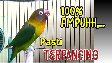 Putarkan Saja Pasti Terpancing Lovebird Fighter Ngekek Panjang