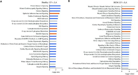 Top Canonical Pathways In The Left Ventricle Lv Compared To The Left