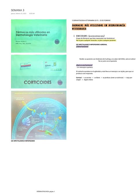 Semana Ninguna Eje Hipotalamico Hipofisiario Dermatologia