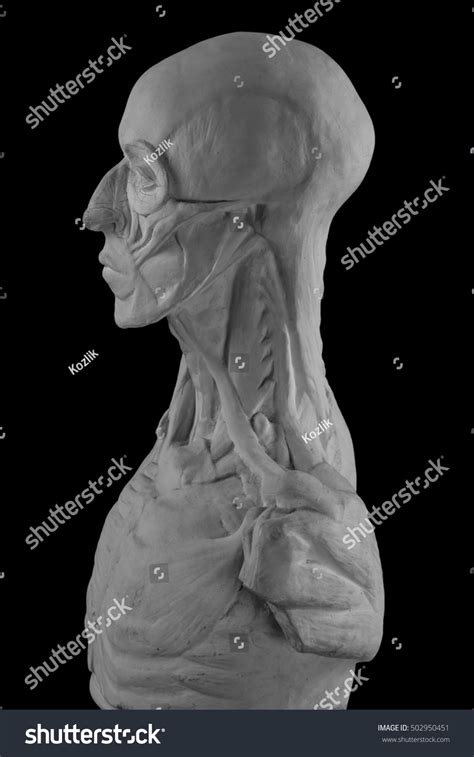 Plaster Statue Naked Man Anatomically Shaped Stock Photo
