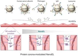 Controlling Nanoparticle Induced Endothelial Leakiness With The Protein