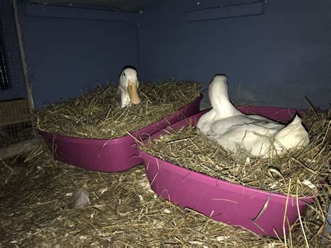 pekin ducks laying eggs  nesting boxes white duck house goose