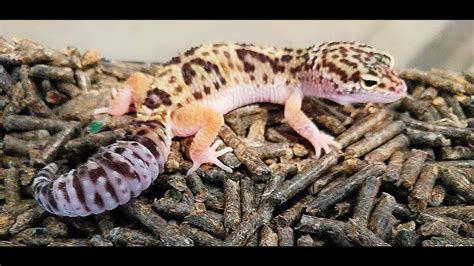 Preparing For My Female Leopard Gecko To Lay Eggs YouTube