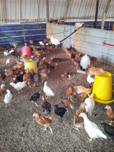 Ayam Kampung Supplier Dan Penjualan Ayam Kampung