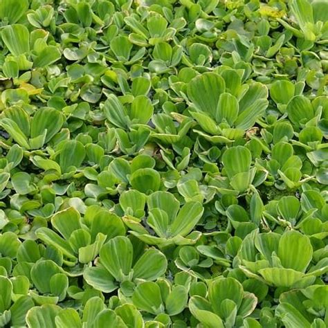 Water Lettuce Facts Care Planting Guide Pistia Stratiotes Pond