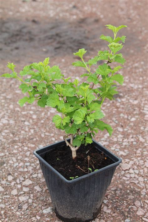 Калина ксантокарпум описание сорта - фото