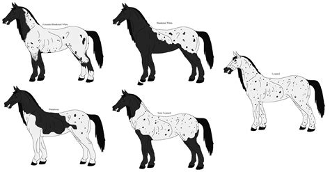 Capail Appaloosa Patterns By Squirrels Starling On Deviantart