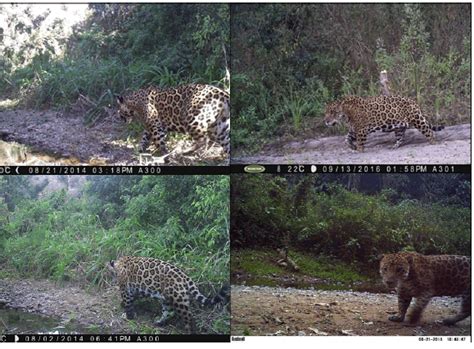 Yaguaret S Panthera Onca En Las Yungas Del Parque Nacional Barit