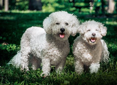 What Are The Small White Dogs Called
