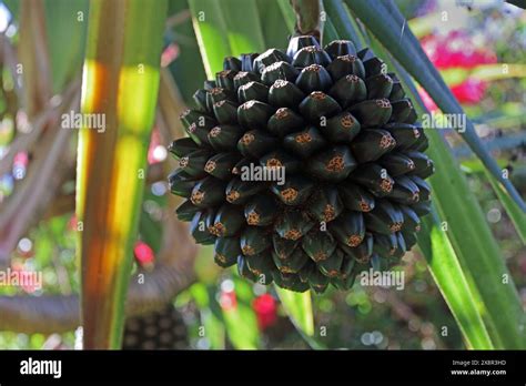 Fruit Of Screw Pine Tree Stock Photo Alamy