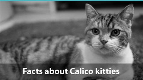 Facts About Calico Cats | What You Need To Know About These Kittens