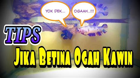 Ikan Cupang Betina Tidak Mau Bertelur YouTube