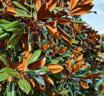 Southern Magnolia Tree Leaves