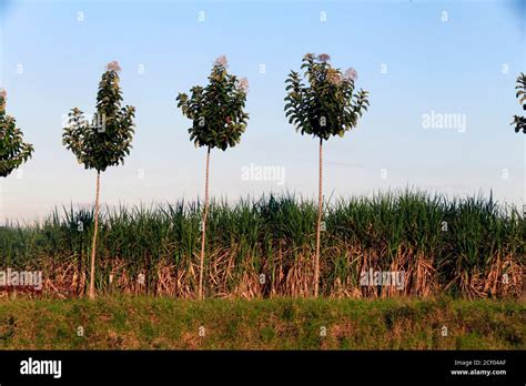 Field Of Sugar Cane Plantation Inside Brazil Stock Photo Alamy